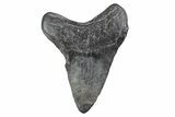 Bargain, Fossil Megalodon Tooth - South Carolina #370456-1